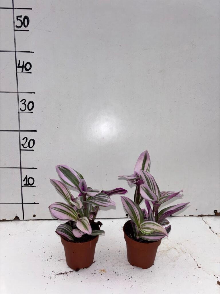 Tradescantia Nanouk M8,5