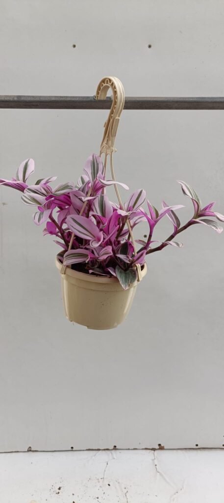 Tradescantia Nanouk T15