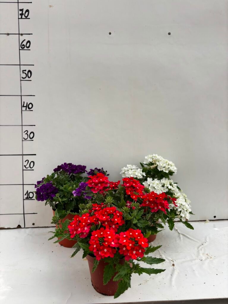 Verbena M13