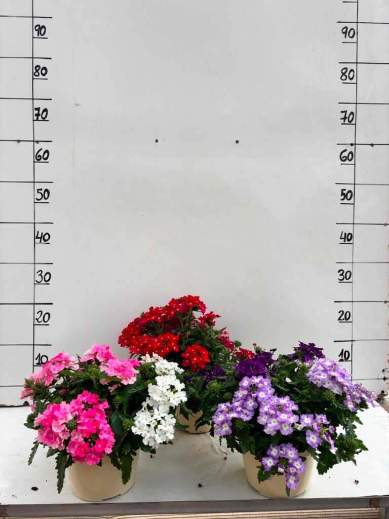 Verbena T15
