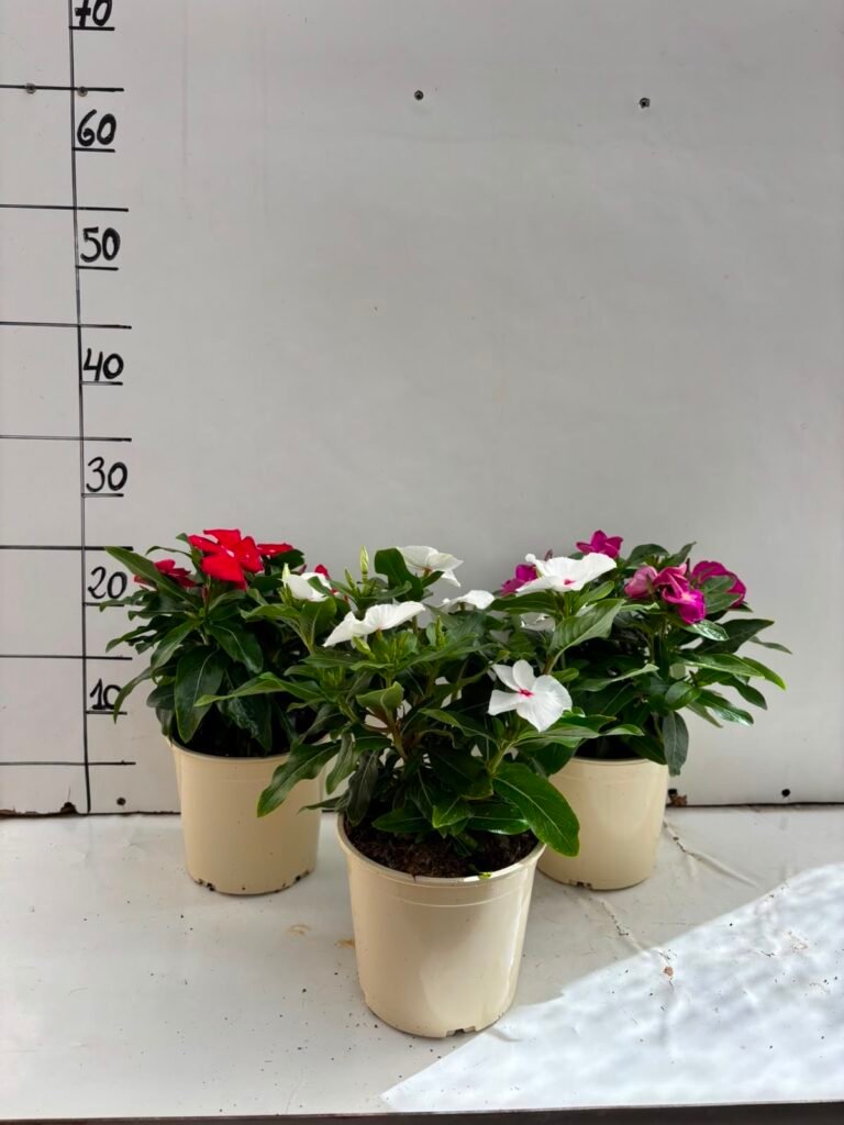 Vinca C14