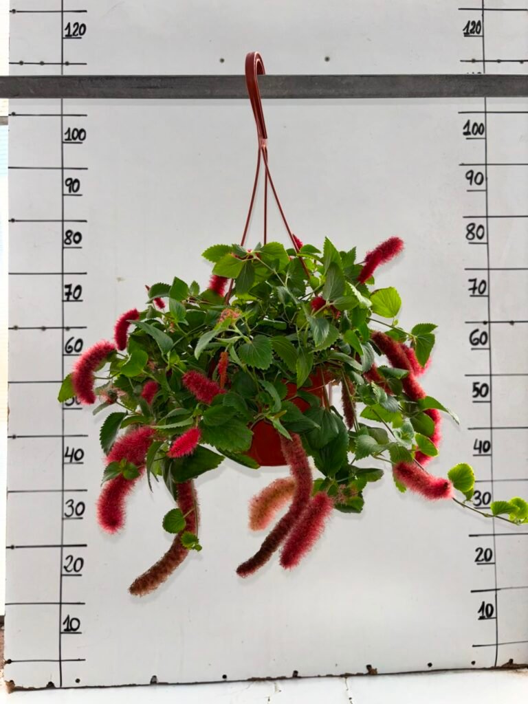 Acalypha T15