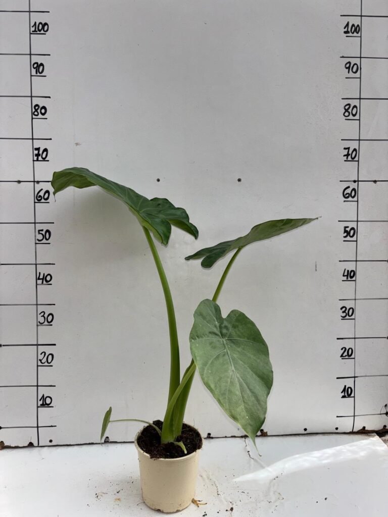 Alocasia Oreja De Elefante C14