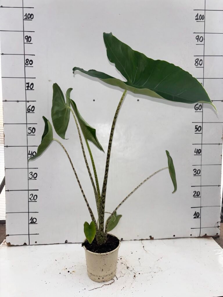 Alocasia Zebrina C14