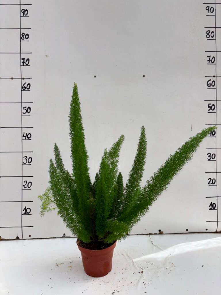 Asparagus Meyerii M13