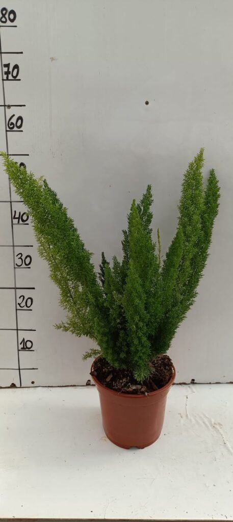 Asparagus Meyerii C17