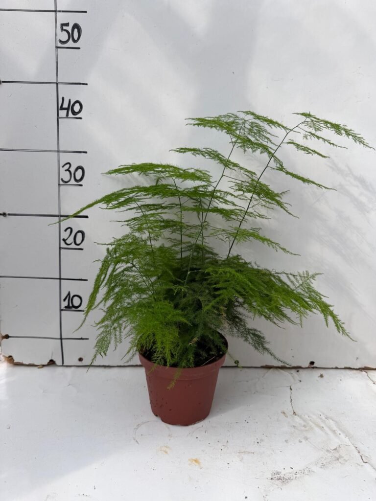 Asparagus Plumoso M13