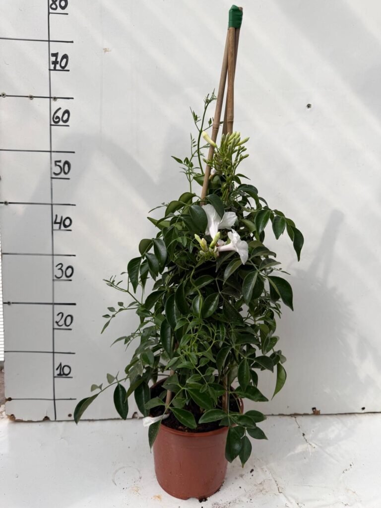 Bignonia Jasminoides C17