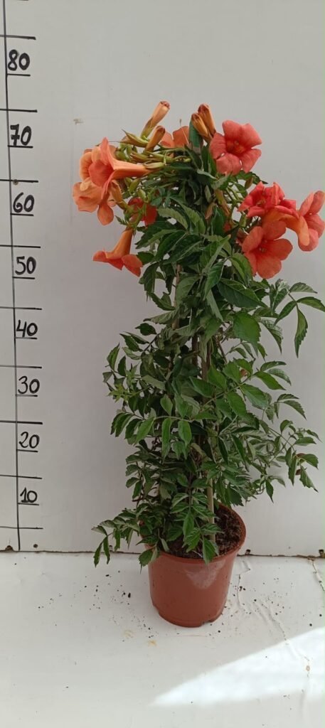 Bignonia Radicans C17