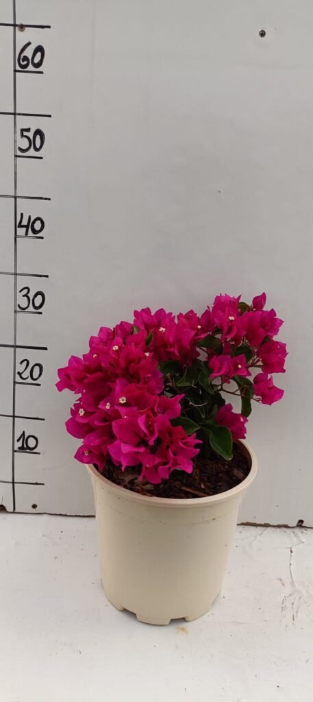 Bougambillea C20
