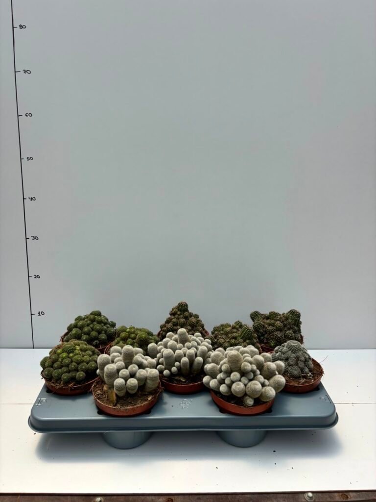 Cactus Mix M13