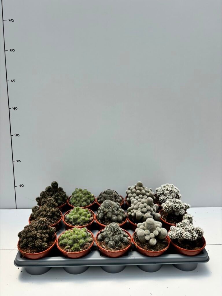 Cactus Mix M10,5