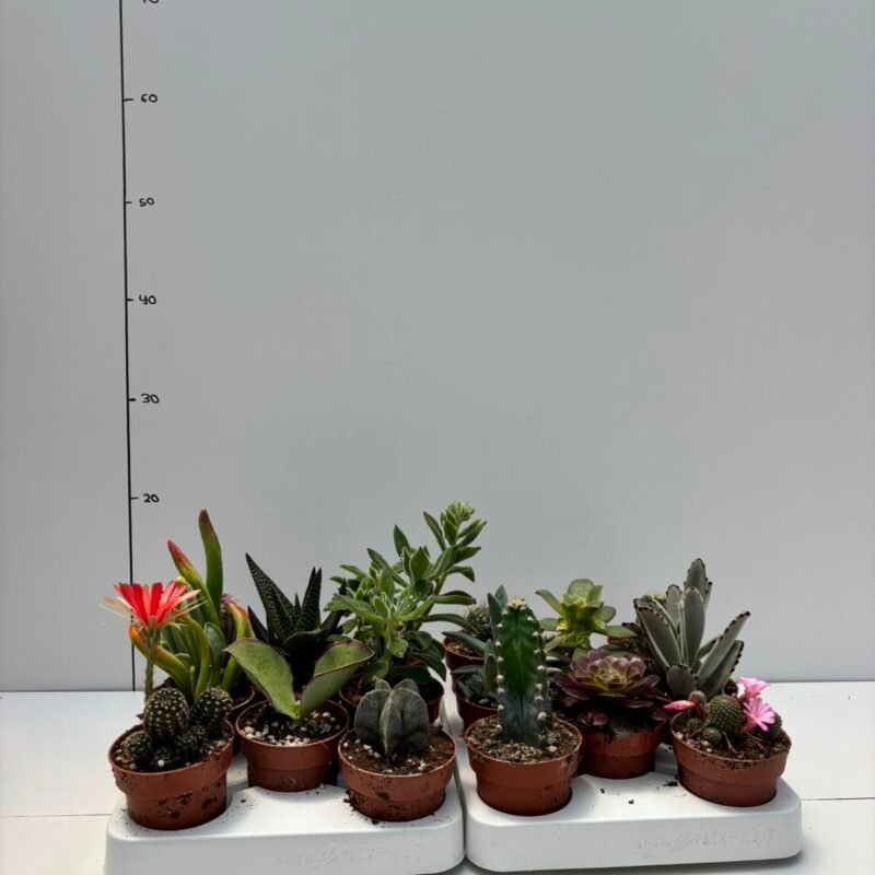 Cactus Y Crasas Mix M8,5