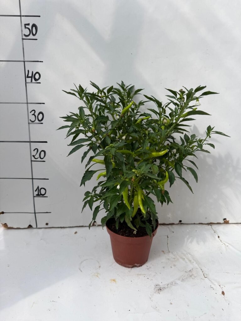 Capsicum M13