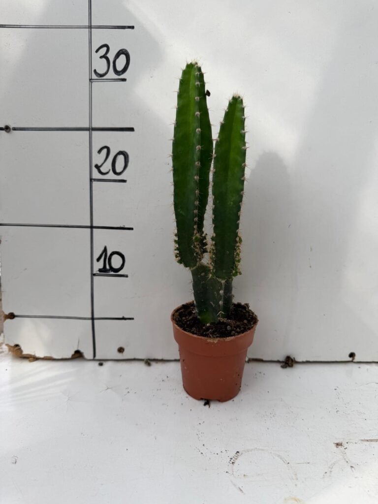 Cereus Peruvianus M8,5