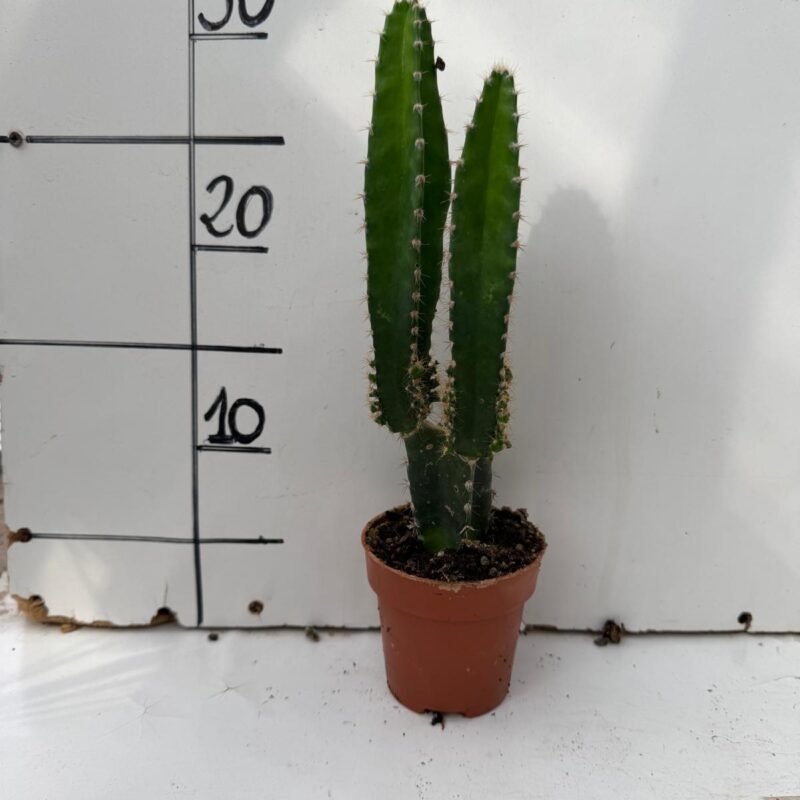 Cereus Peruvianus M8,5