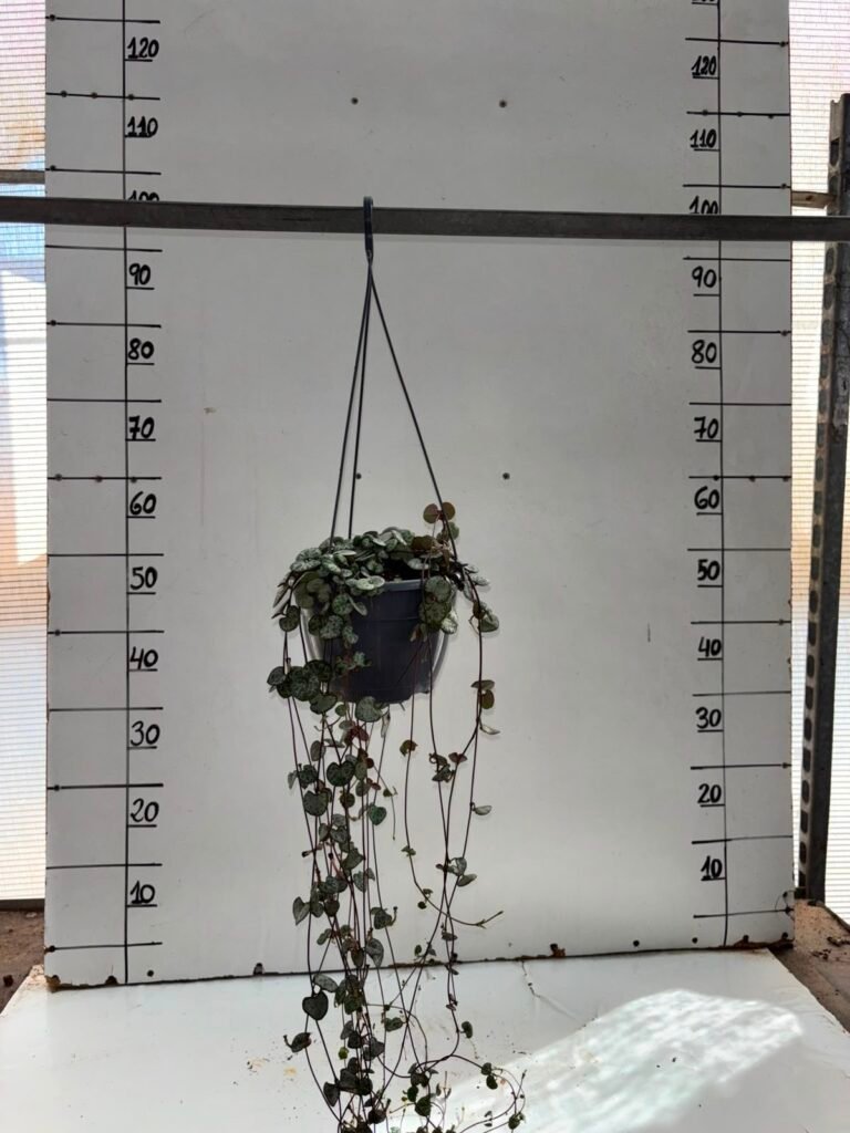 Ceropegia T15