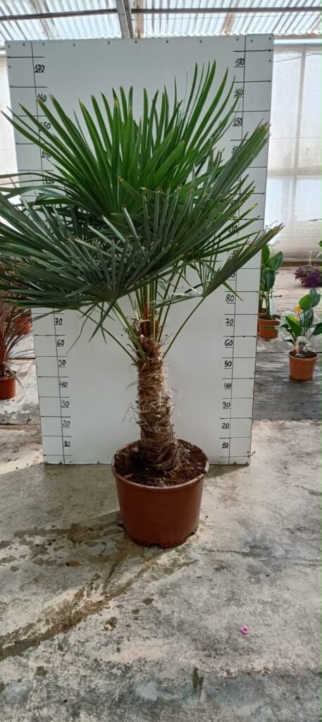Chamaerops Excelsa (trachicarpus Fortunei) M35