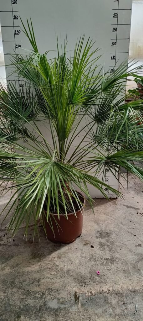 Chamaerops Humillis M35