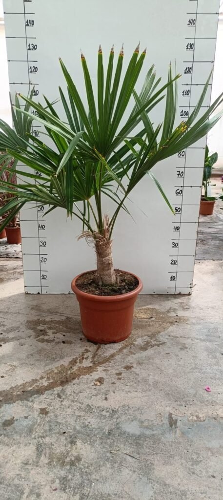 Chamaerops Humillis (trachicarpus Fortunei) M10L