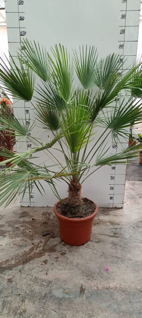 Chamaerops Humillis M15L