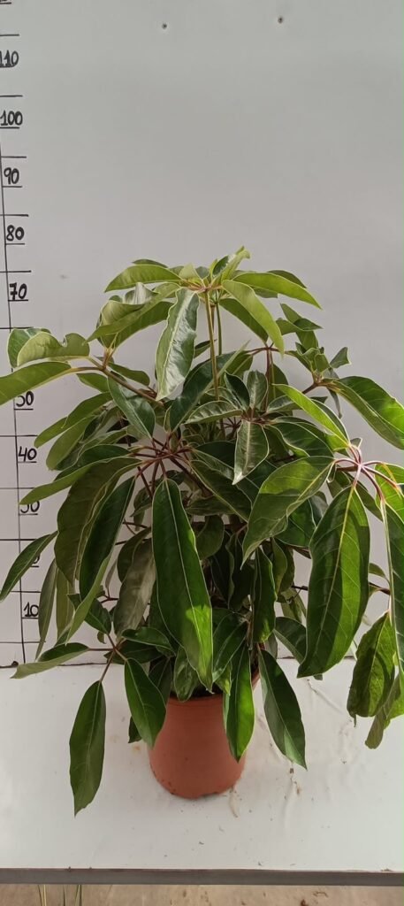 Cheflera Actinophilia C20