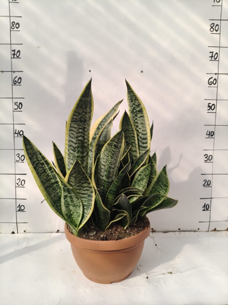 Sansevieria futura superba T27