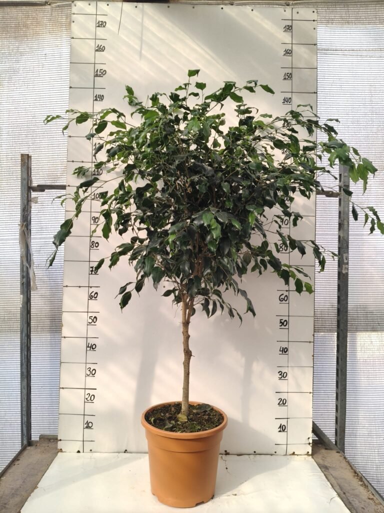 Ficus 10L