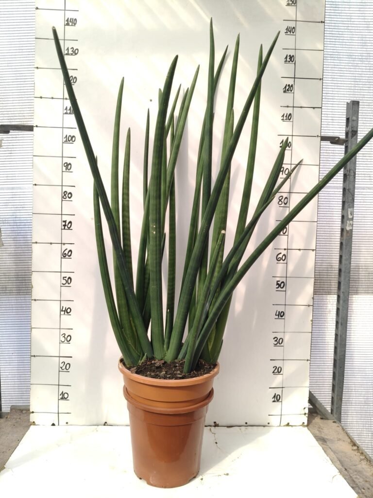 Sansevieria cylindrica 10L