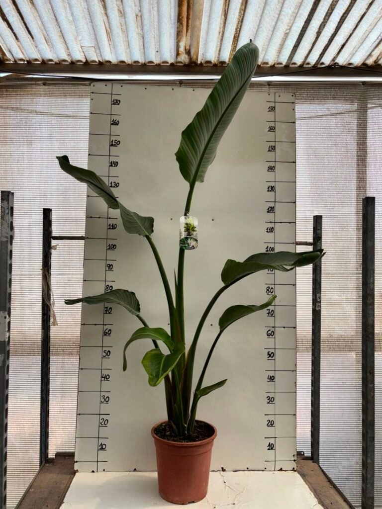 Strelitzia Nicolai C27
