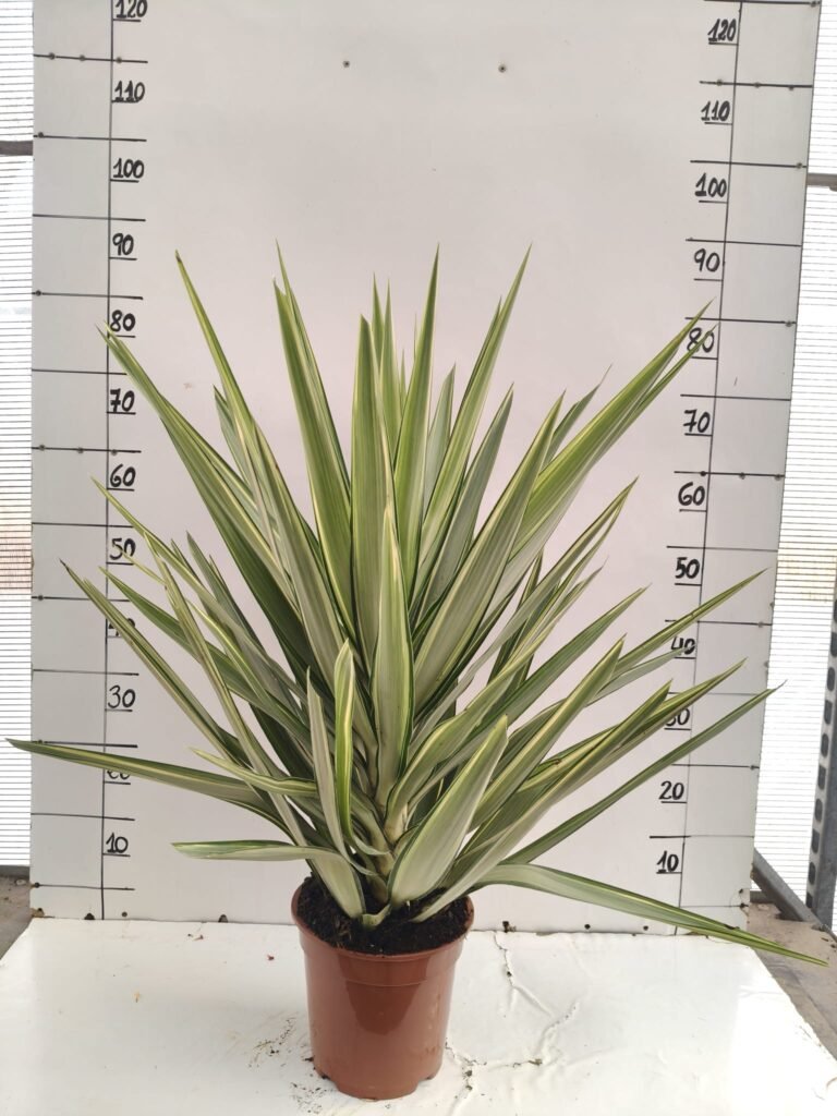 Yucca jewel c20