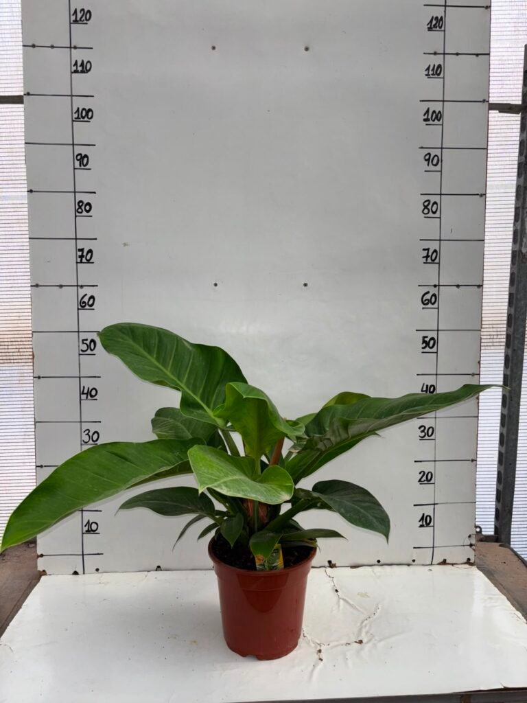 Philodendron imperial green C20