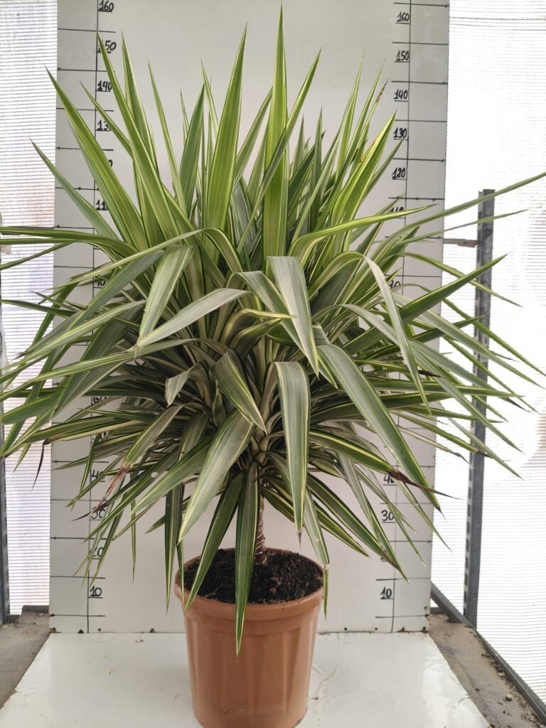 Yucca jewel 15L