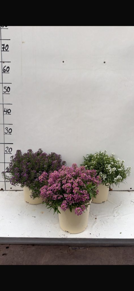 Lobularia c14