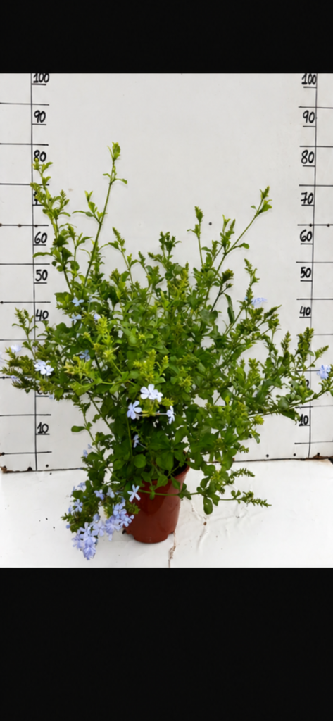 Plumbago c17