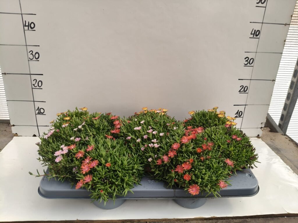 Delosperma m13