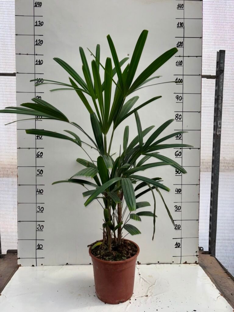 Raphis excelsa 6L
