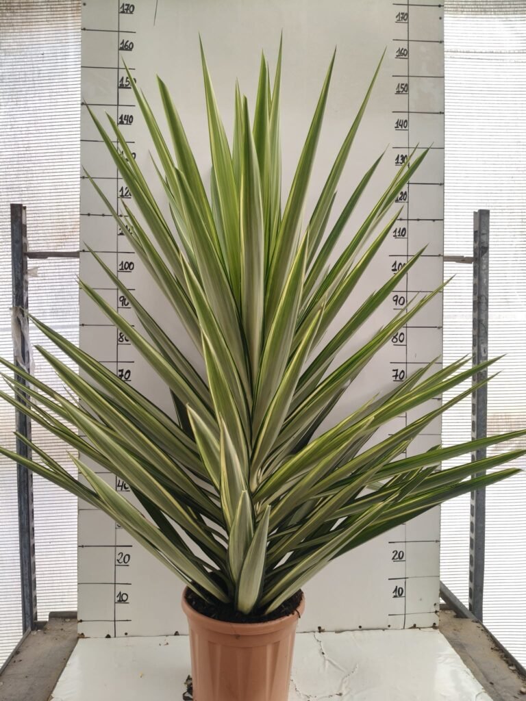 Yucca jewel C30