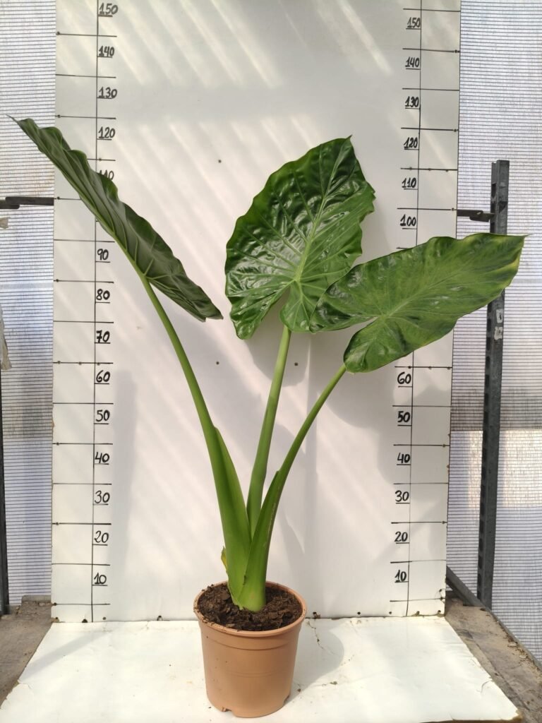 Alocasia adora 5L
