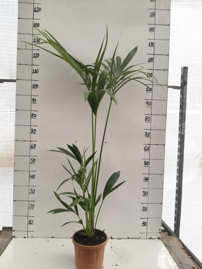 Kentia C20