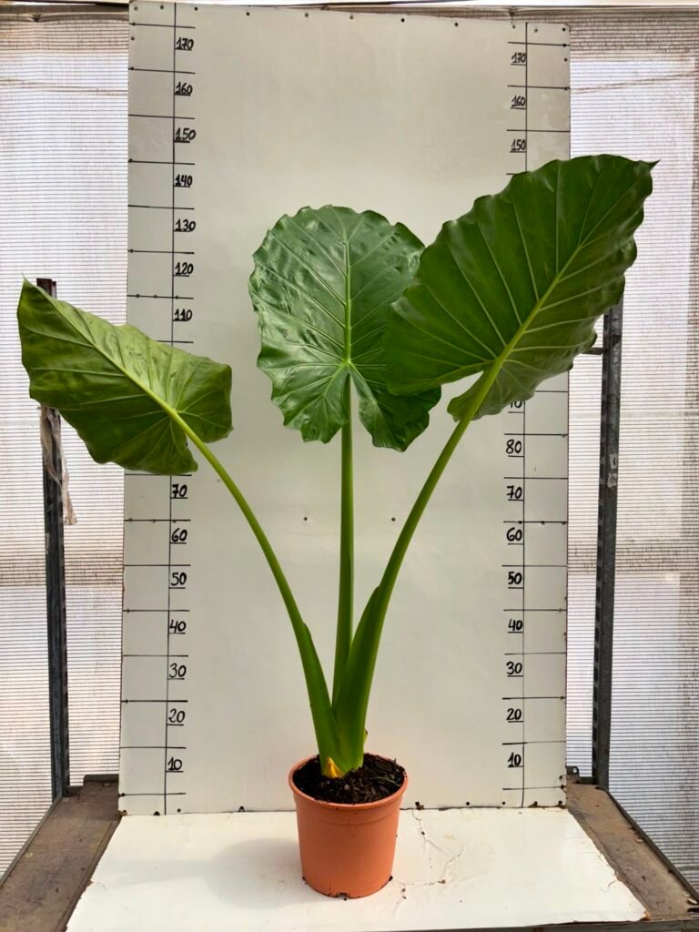 Alocasia macrorrhiza 5L
