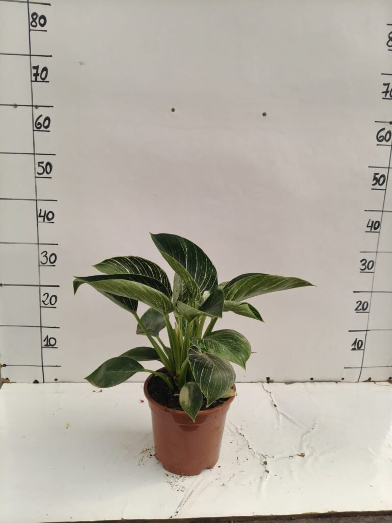 Philodendron birky C17
