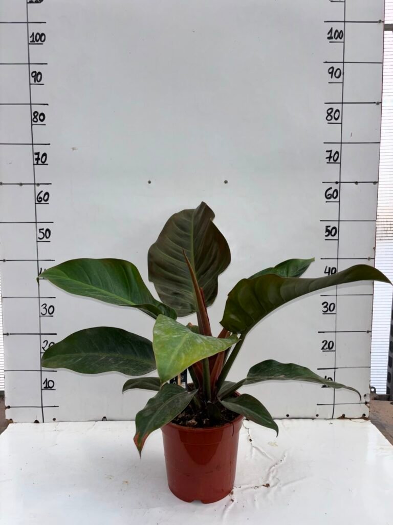 Philodendron imperial red C20