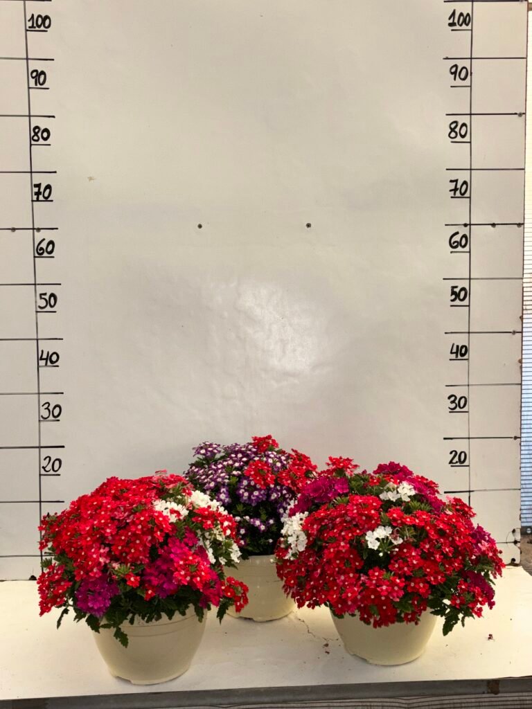 Verbena T20