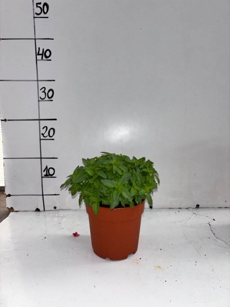 Albahaca hoja pequeña m13