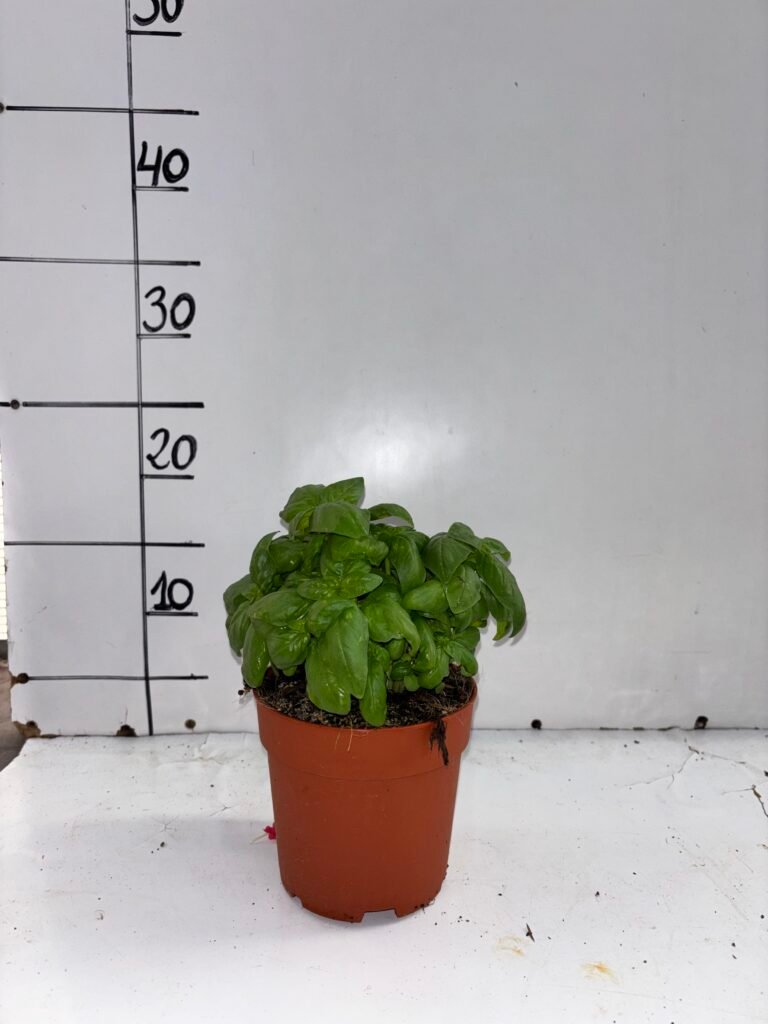 Albahaca hoja grande m13