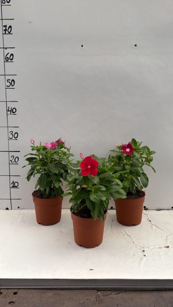 Vinca m13