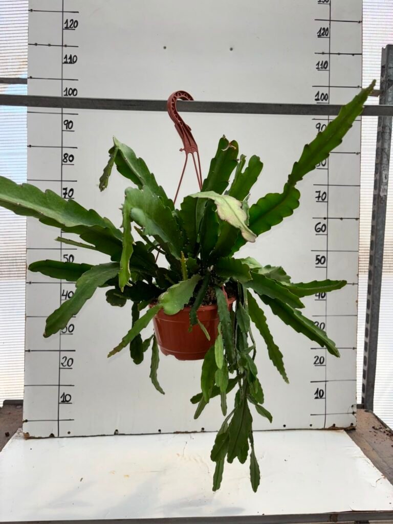 Pluma de santa Teresa T20